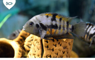 Poisson optimiste dans un aquarium avec un petit cœur en haut de l'image